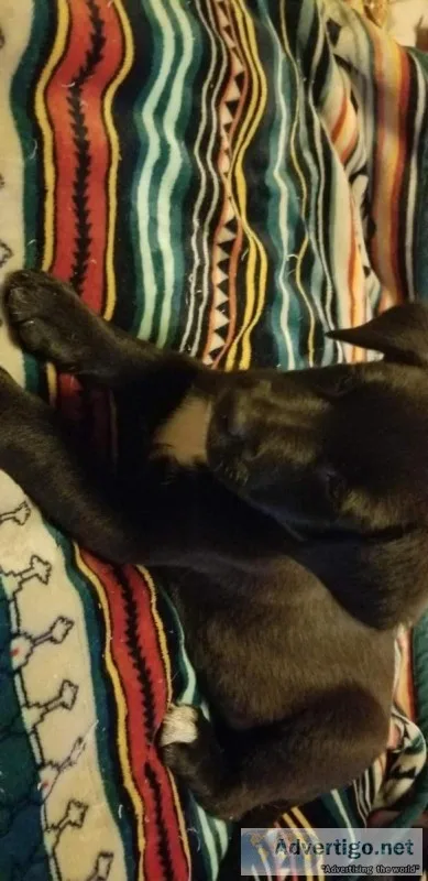 Border heeler lab puppies