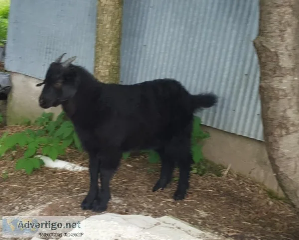 Cashmere Goat Bucklings