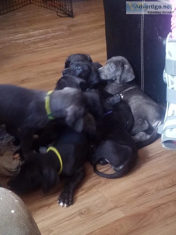 Full Blood Great Dane Puppies