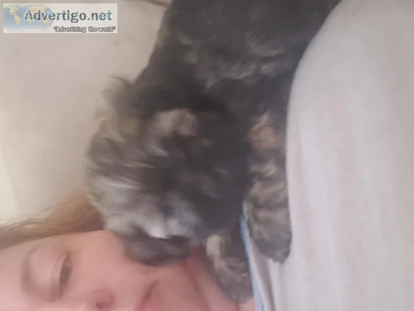 Playful sweet shih-poos