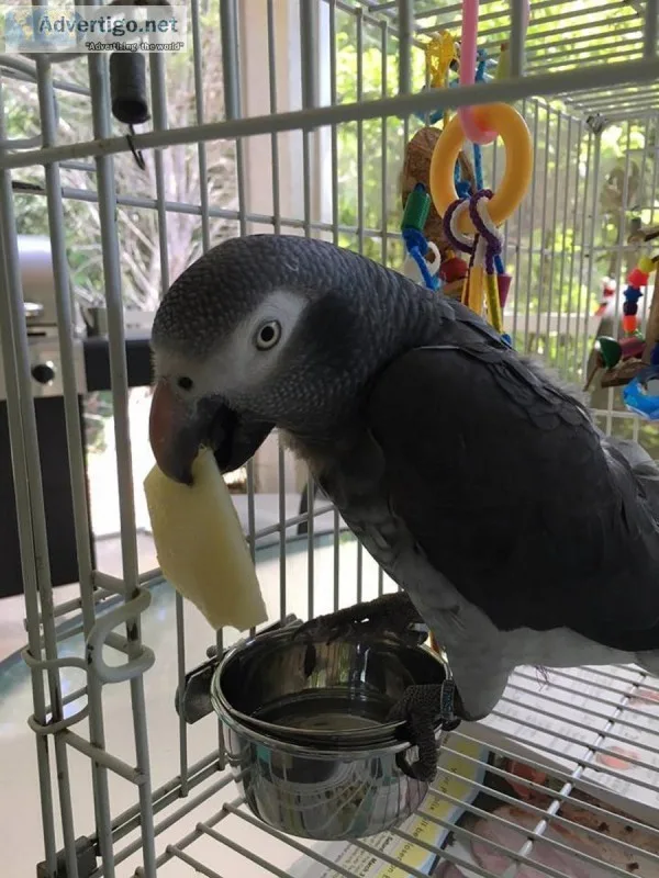 African grey parrots