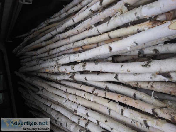 Northern white Birch poles 8ft long