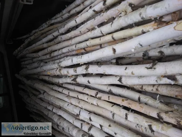 Northern white Birch poles 8ft long
