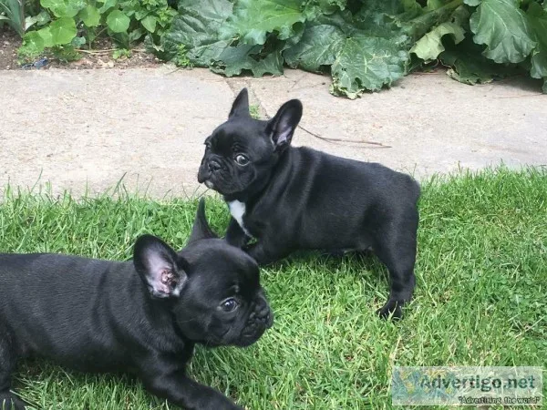 Trg🇫🇷 ;🐶 3 french bulldog puppies for s