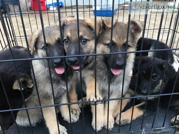 AKC GSD