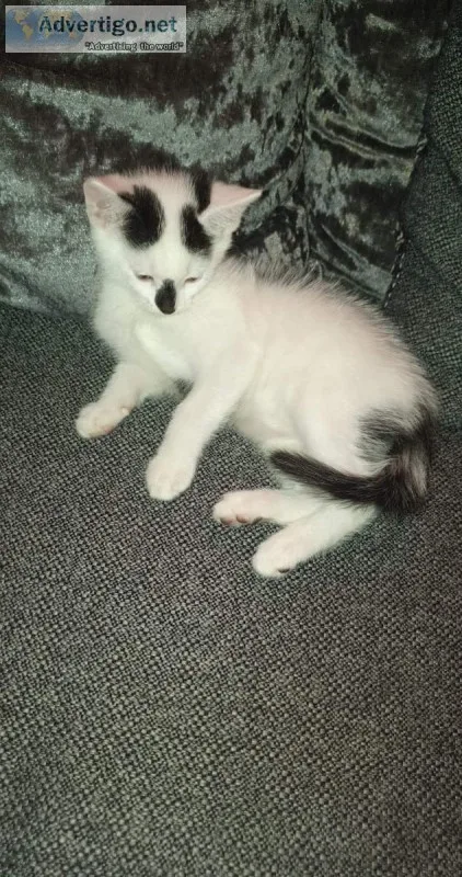 Black and white kittens