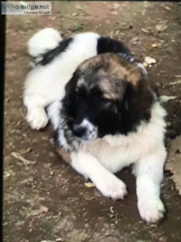 Caucasian mountain dogs