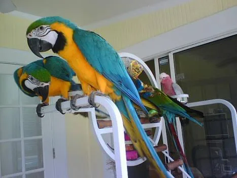 Are You  Looking For A Blue and Gold Macaw  Text  667-803-0664