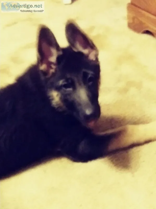 AKC German Shepherd Dog