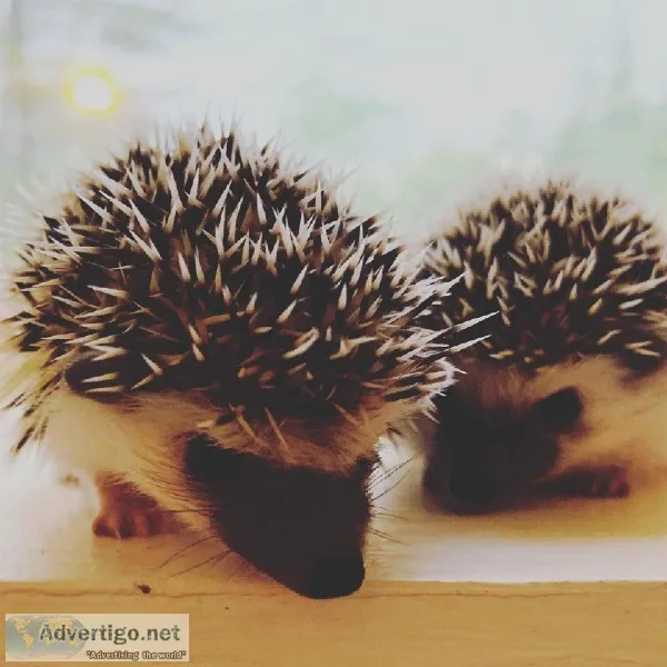 Premium home raised Pocket Pets