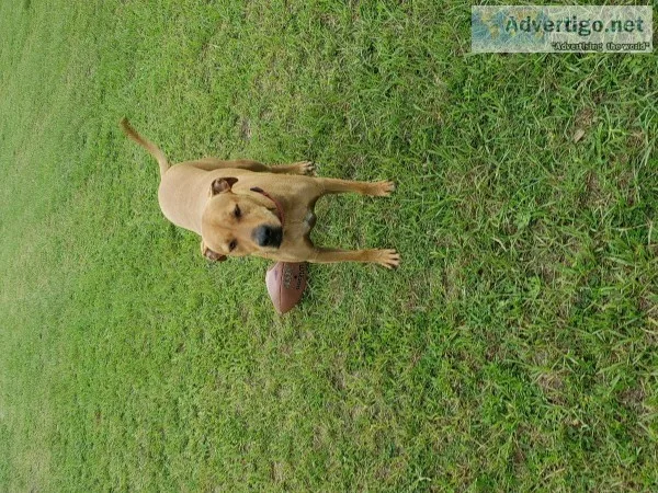 Free Dog (4 year old Curr)