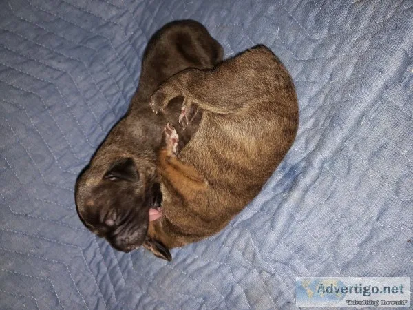 Cane Corso
