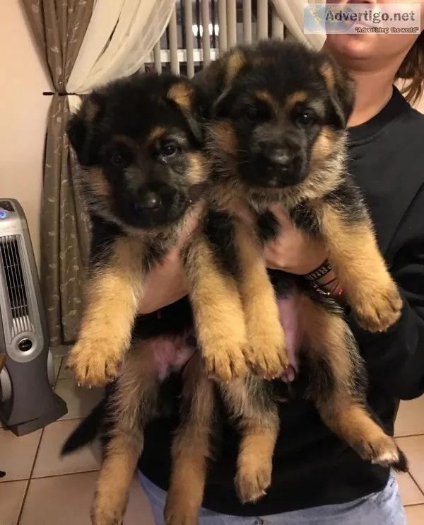German Shepard Puppies