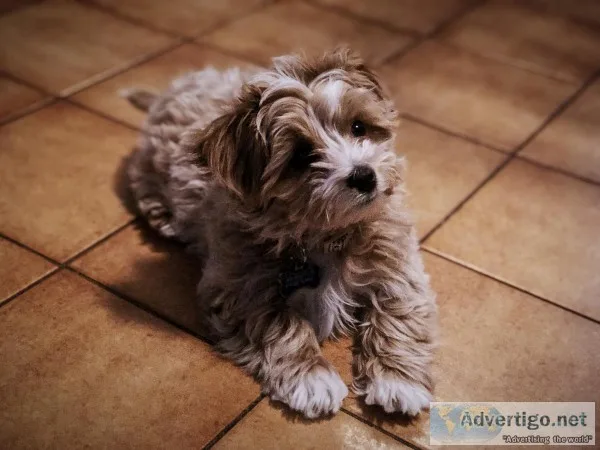 Toy Maltipoo Puppy