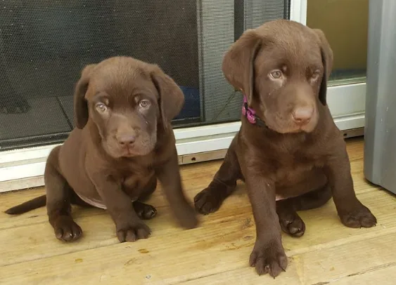 Chocolate Labs