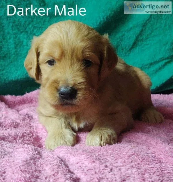 Golden Doodle Puppies