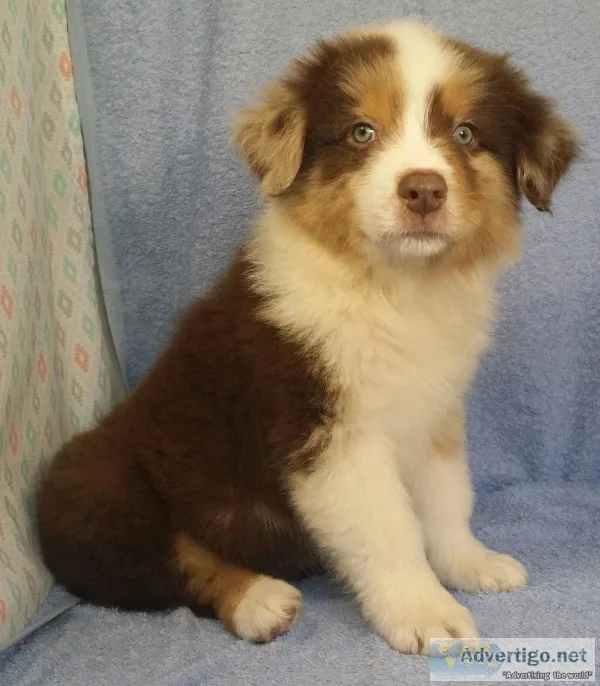Australian Shepherd Puppies