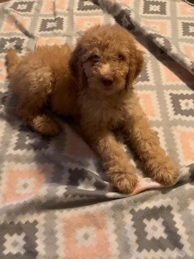 Labradoodles