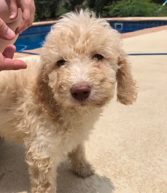 Labradoodles