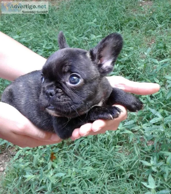 Miniature French bulldog puppy