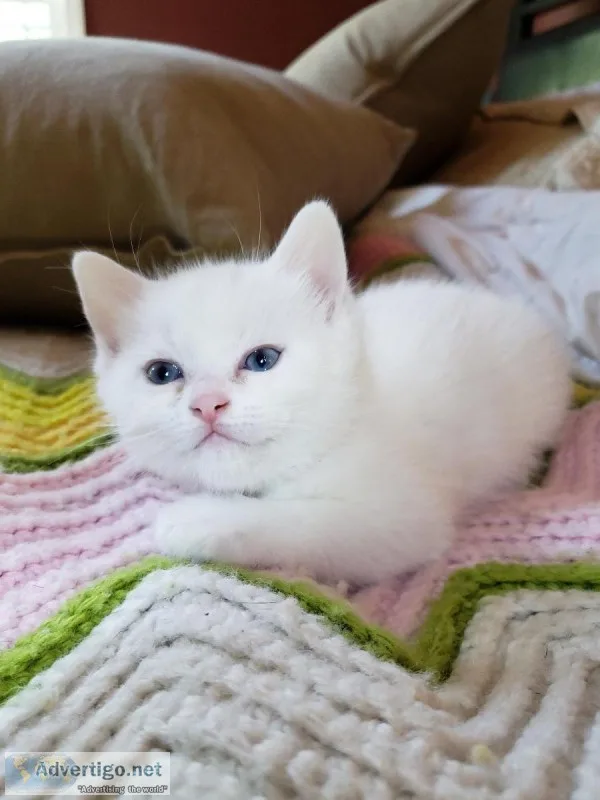 Kittens for sale
