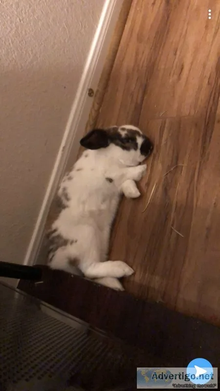 Two Female Rabbits