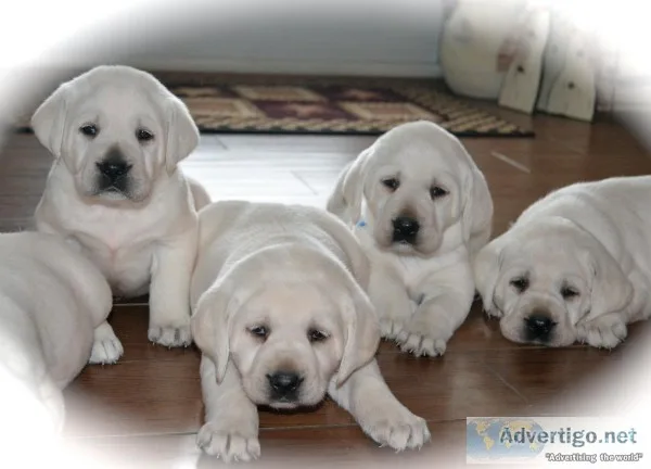 Lab puppies AKC