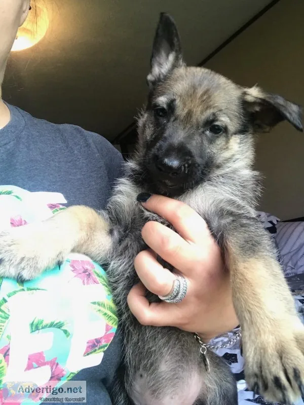 German shepherd puppies