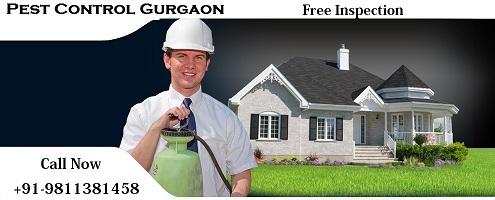 Ant and Termite Treatment Gurgaon Dial 91-9810253024