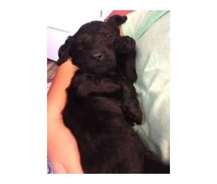 goldendoodle
