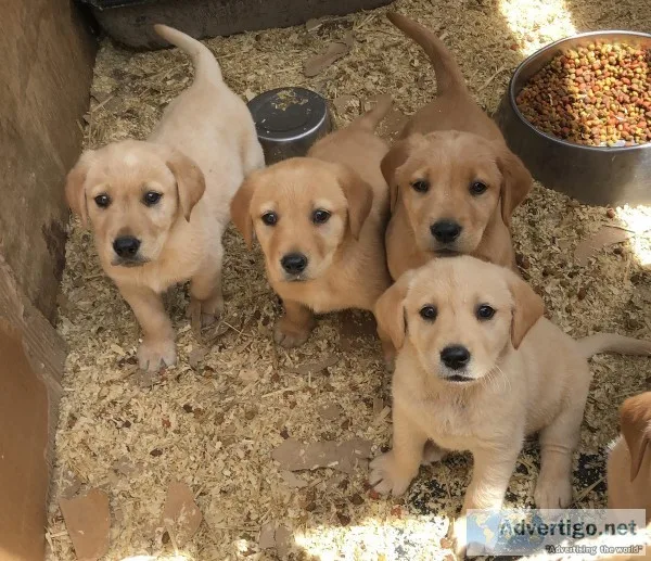 Golden Lab Males