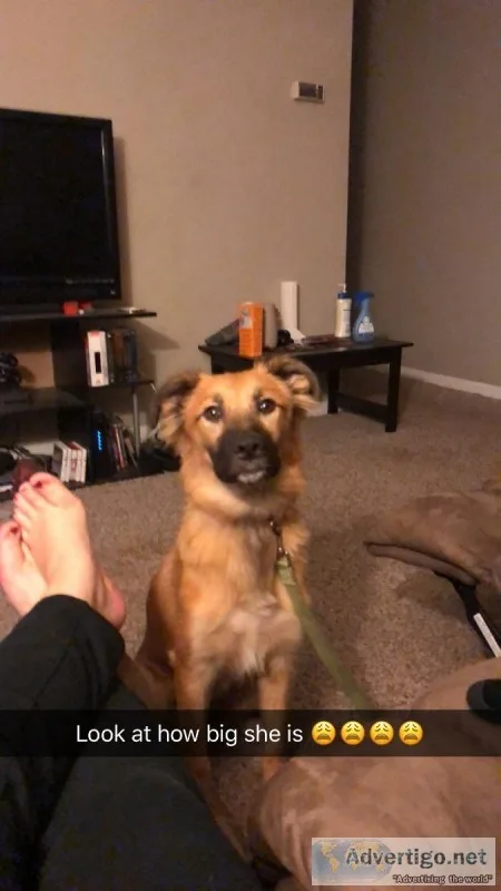 German Shepard