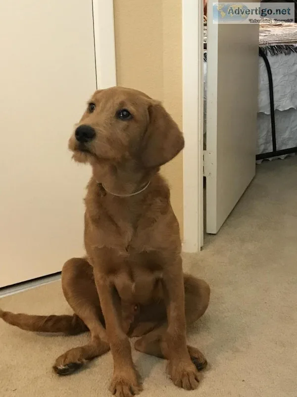 Red Labradoodle 6 months
