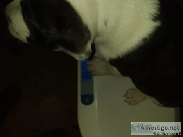 Refrigerator head puppies
