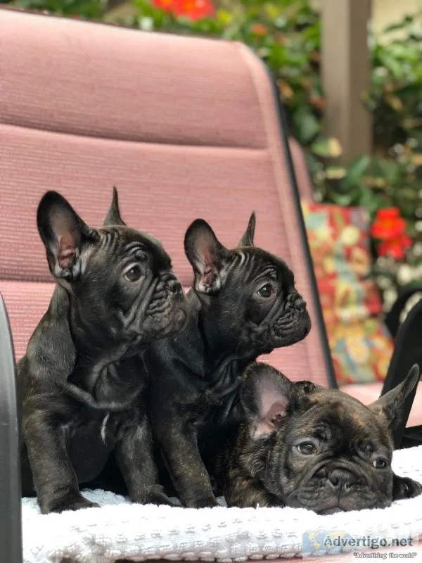French Bulldog Puppies
