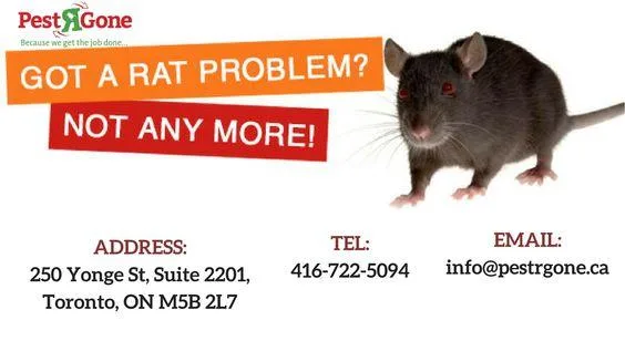 Mice Control Services in North York