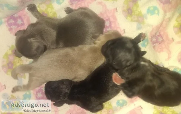Imperial Shih Tzu Puppies