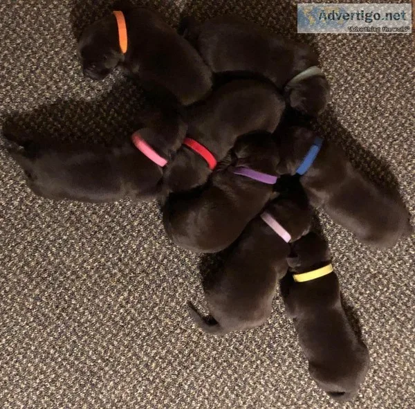 AKC Chocolate Lab Puppies