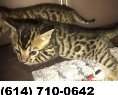 Bengal kittens needs a very friendly home