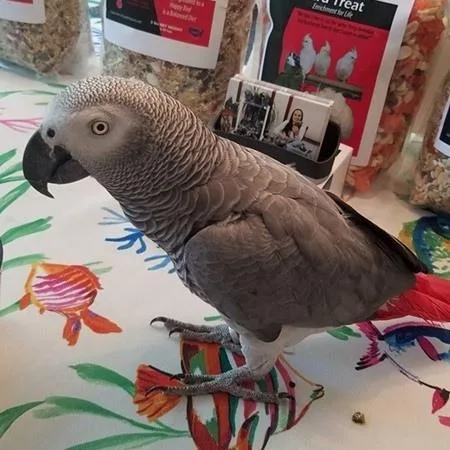 Females -Level BirdCage w toys  sweet.macaw.parrot 