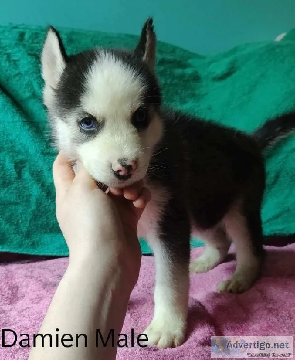 Siberian Husky Puppies