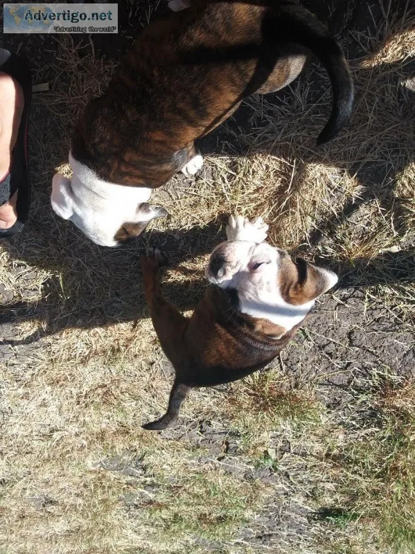 OEB PUPPIES