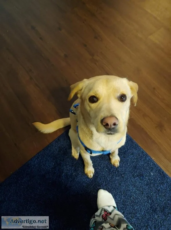 Free Golden Retrieverlab Mix To GOOD Home