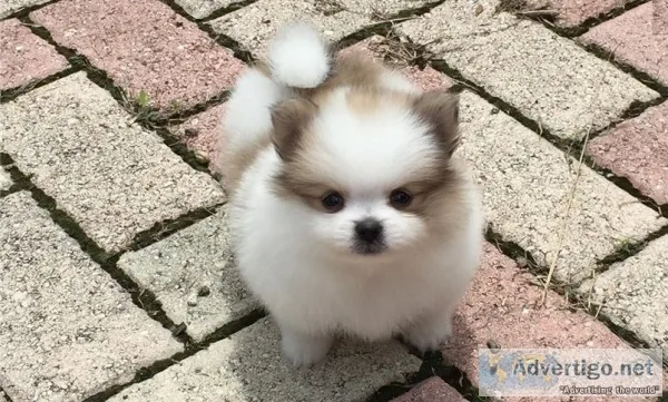 Tiny pomeranian puppies for sale