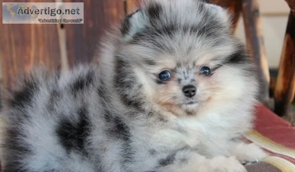 Cute teacup pomeranian puppies for sale
