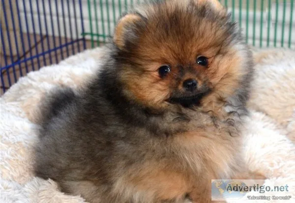 Pomeranian puppies for sale