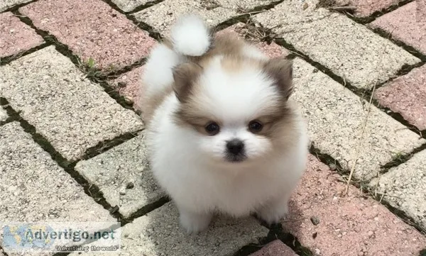 Cute teacup pomeranian puppies for sale