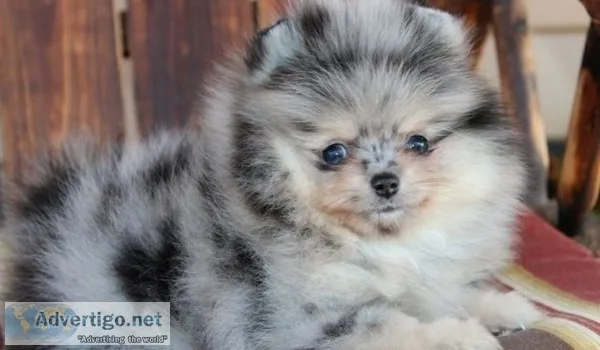Tiny pomeranian puppies for sale