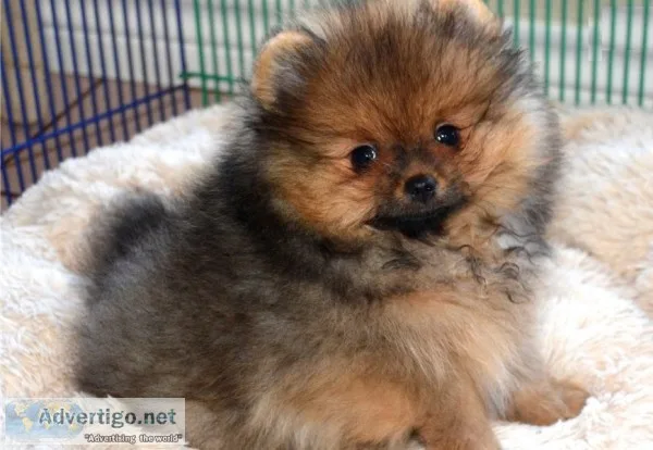 Cute teacup pomeranian puppies for sale