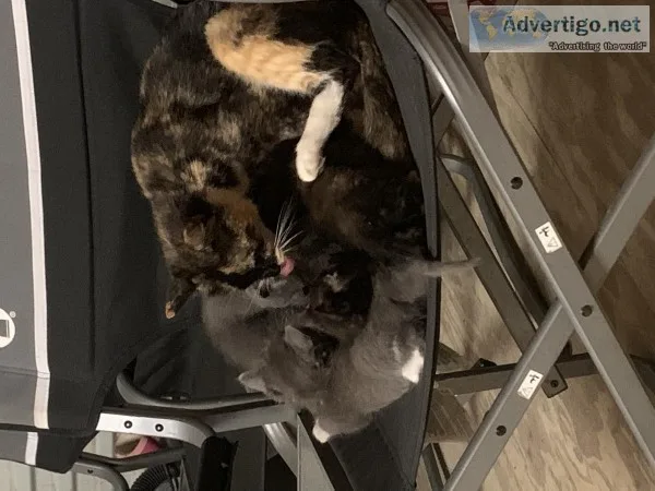 Kittens 